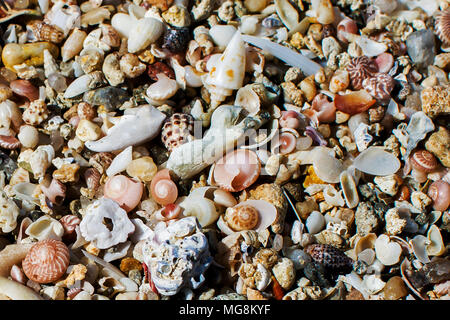 Seashells abbondanti sulle rive del Kuwait le spiagge Foto Stock