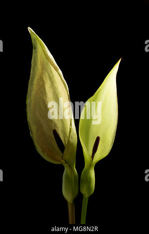 Il cuculo pinta o signori e signore impianto Arum maculatum mostra la foglia con cappuccio e spadix viola. Nascosto nella sua base la spadix ha un anello di hai Foto Stock