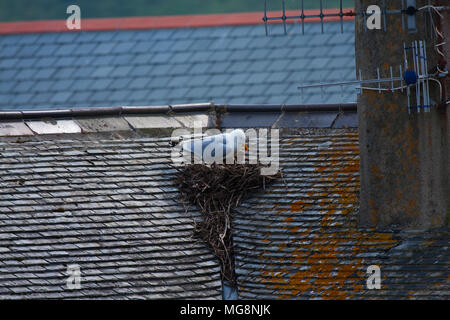 Aringa europea gabbiano (Larus argentatus) nidi su un tetto di casa Foto Stock