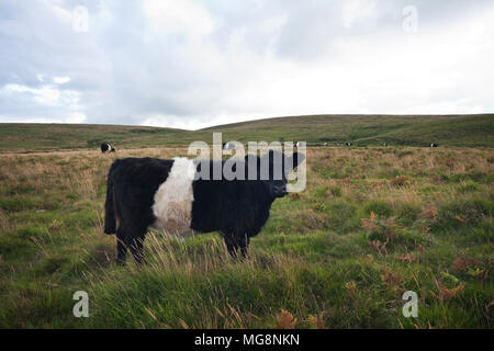 Belted Galloway il pascolo di bestiame su Dartmoor nel Devon, Regno Unito Foto Stock