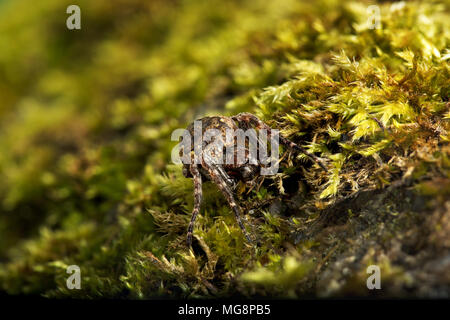 Noce orb weaver (Nuctenea umbratica) una larga e piatta orb-ragno di tessitura nella famiglia Araneidae Foto Stock