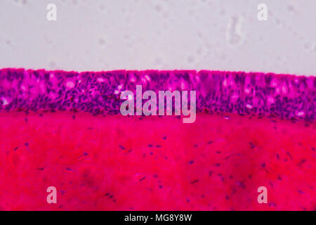 Anodonta branchie ciliate epitelio sotto il microscopio - Abstract rosa e viola a colori su sfondo bianco. Foto Stock