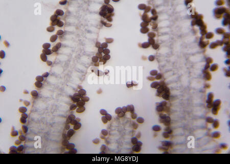 Agaricus sezione sotto il microscopio. Foto Stock