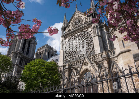 Finestra di Rose e del transetto sud, la cattedrale di Notre Dame, l'Ile de la Cité, Parigi, Francia Foto Stock