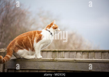 I giovani lo zenzero cat tenetevi pronti per un salto oltre il recinto Foto Stock