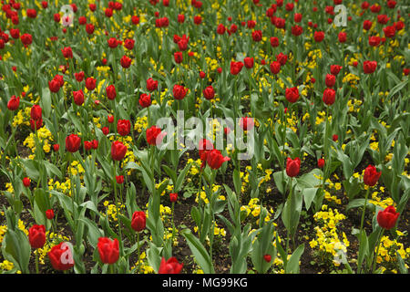 Campo di tulipani in un parco della città Foto Stock