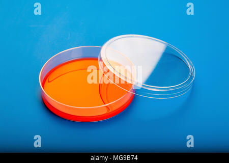 Capsule Petri con agar di sangue. Foto Stock