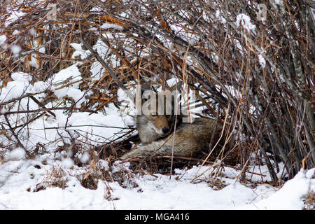 Coyote riposo sotto un cespuglio nella neve in valle di Yosemite. In California, del Parco Nazionale Yosemite, inverno Foto Stock