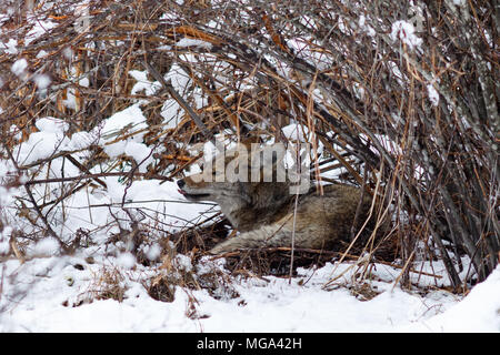 Coyote riposo sotto un cespuglio nella neve in valle di Yosemite. In California, del Parco Nazionale Yosemite, inverno Foto Stock