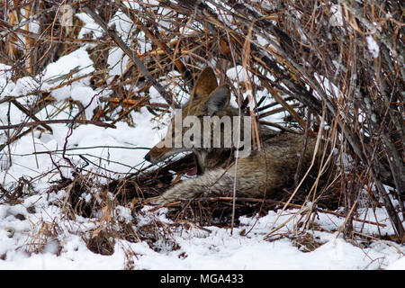 Coyote riposo sotto un cespuglio e sbadigli nella neve in valle di Yosemite. In California, del Parco Nazionale Yosemite, inverno Foto Stock