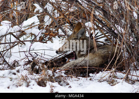 Coyote riposo sotto un cespuglio e sbadigli nella neve in valle di Yosemite. In California, del Parco Nazionale Yosemite, inverno Foto Stock