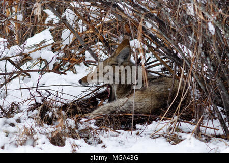 Coyote riposo sotto un cespuglio e sbadigli nella neve in valle di Yosemite. In California, del Parco Nazionale Yosemite, inverno Foto Stock