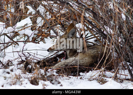 Coyote riposo sotto un cespuglio e sbadigli nella neve in valle di Yosemite. In California, del Parco Nazionale Yosemite, inverno Foto Stock