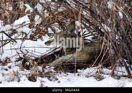 Coyote riposo sotto un cespuglio e sbadigli nella neve in valle di Yosemite. In California, del Parco Nazionale Yosemite, inverno Foto Stock