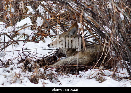 Coyote riposo sotto un cespuglio e sbadigli nella neve in valle di Yosemite. In California, del Parco Nazionale Yosemite, inverno Foto Stock