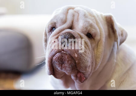 Bella bianco Bulldog Inglese guardando la telecamera, cane ritratto. Foto Stock