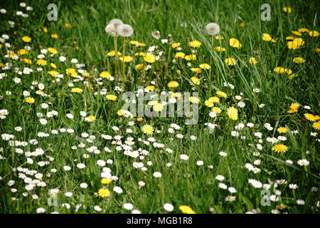 Un prato selvatico con fiori diversi, come il tarassaco e margherite. Foto Stock