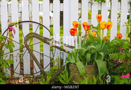 Vasi di tulipani nel giardino lungo un white Picket Fence in primavera. Foto Stock