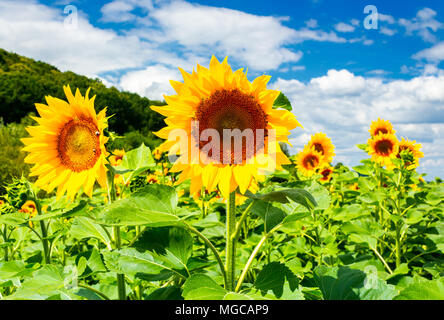 Campo di semi di girasole in montagna. incantevole sfondo agricolo in belle giornate di sole con alcune nuvole su un cielo blu Foto Stock