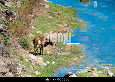 Mucca sull'isola di Socotra, Yemen Foto Stock