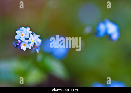 Blu non dimenticate di me Fiore in giardino Foto Stock