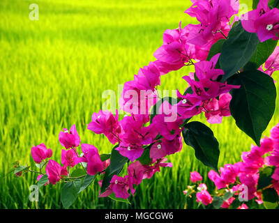 Rosa vibranti fiori di bouganville e verdi campi di riso Foto Stock