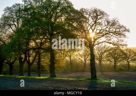 Molla di alberi di quercia e terreni agricoli di fronte al sole in Ascott-under-Wychwood, Oxfordshire, Inghilterra Foto Stock