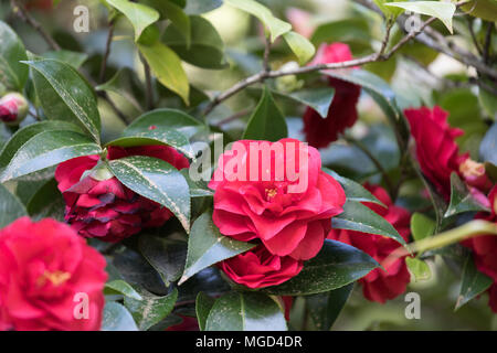 Bellissima camellia a Portland Giardino Giapponese, Oregon, Stati Uniti d'America Foto Stock