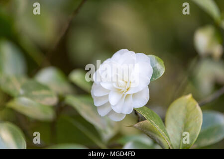 Bellissima camellia a Portland Giardino Giapponese, Oregon, Stati Uniti d'America Foto Stock