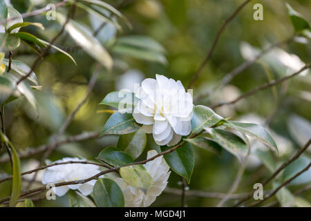 Bellissima camellia a Portland Giardino Giapponese, Oregon, Stati Uniti d'America Foto Stock