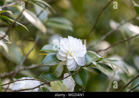 Bellissima camellia a Portland Giardino Giapponese, Oregon, Stati Uniti d'America Foto Stock