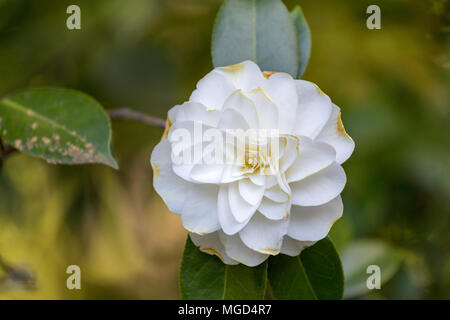 Bellissima camellia a Portland Giardino Giapponese, Oregon, Stati Uniti d'America Foto Stock