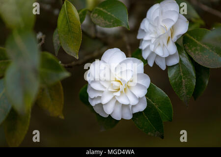 Bellissima camellia a Portland Giardino Giapponese, Oregon, Stati Uniti d'America Foto Stock