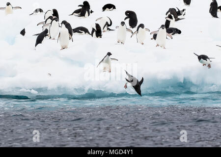 Adelie penguin Pygoscelis adeliae gruppo di adulti le immersioni in mare da iceberg di allevamento rookery o colonia Paulet, isola, mare di Weddell, Antartide Foto Stock