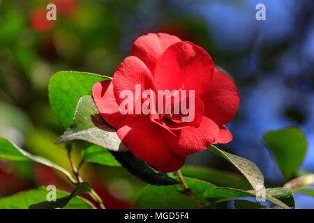 Bellissima camellia a Portland Giardino Giapponese, Oregon Foto Stock