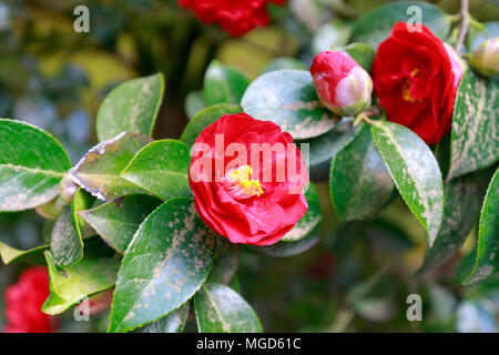 Bella rossa camellia a Portland Giardino Giapponese, Oregon, Stati Uniti d'America Foto Stock