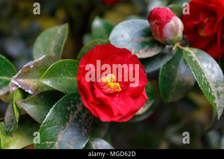 Bella rossa camellia a Portland Giardino Giapponese, Oregon, Stati Uniti d'America Foto Stock