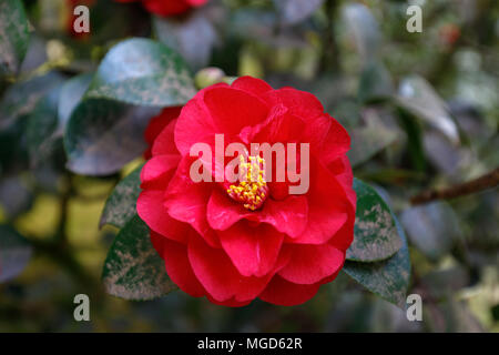 Bella rossa camellia a Portland Giardino Giapponese, Oregon, Stati Uniti d'America Foto Stock