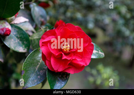 Bella rossa camellia a Portland Giardino Giapponese, Oregon, Stati Uniti d'America Foto Stock