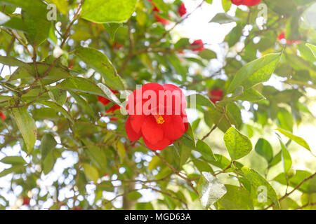 Bella rossa camellia a Portland Giardino Giapponese, Oregon, Stati Uniti d'America Foto Stock