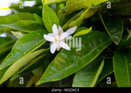 Verde brillante arancio foglie e fiori di arancio neroli con gocce di pioggia, sullo sfondo di rugiada Foto Stock