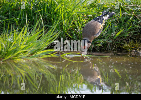 Un vicino la fotografia di un cardellino raggiungendo verso il basso e tenendo un bicchiere d acqua da una piscina laghetto con un lieve riflesso nell'acqua Foto Stock