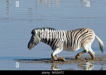 La Burchell zebra (Equus quagga burchellii) in acqua fangosa, maschio adulto attraversando il Okaukuejo Waterhole, il Parco Nazionale di Etosha, Namibia, Africa Foto Stock