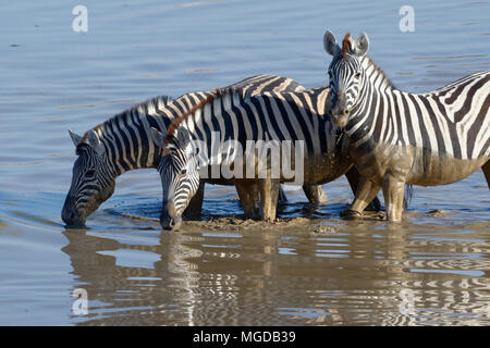 Tre la Burchell zebre (Equus quagga burchellii), in piedi in acqua fangosa, bere, Okaukuejo Waterhole, il Parco Nazionale di Etosha, Namibia, Africa Foto Stock