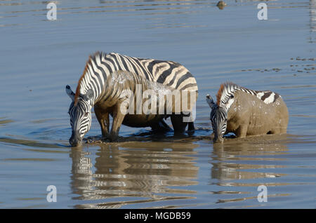 La Burchell zebre (Equus quagga burchellii) in acqua fangosa, adulti e giovani attraversando il Okaukuejo Waterhole, il Parco Nazionale di Etosha, Namibia, Africa Foto Stock