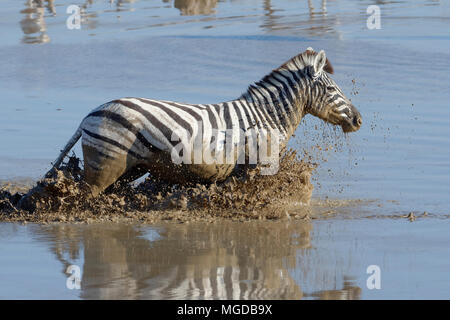 La Burchell zebra (Equus quagga burchellii) in acqua fangosa, correndo attraverso il Okaukuejo Waterhole, il Parco Nazionale di Etosha, Namibia, Africa Foto Stock