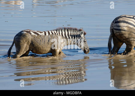 La Burchell zebre (Equus quagga burchellii) in acqua fangosa, adulti e giovani attraversando il Okaukuejo Waterhole, il Parco Nazionale di Etosha, Namibia, Africa Foto Stock