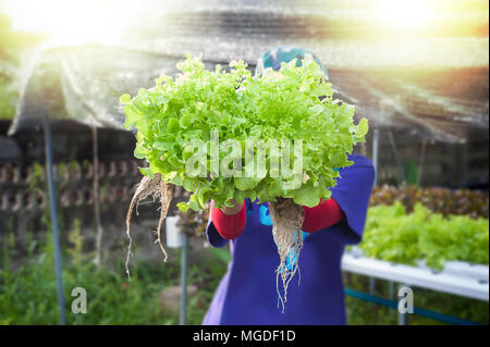 L'agricoltore che mostra le piante di hydroponics. Aeroponics insalata. Foto Stock