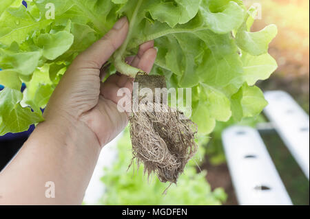Lunghe radici di piante di hydroponics. Aeroponics insalata. Foto Stock