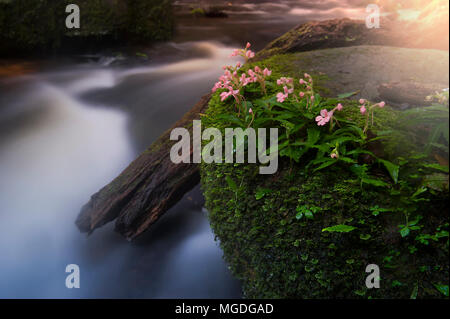 Cascata Mun-Dang con bocca di leone rosa (antirrhinum) fiore in Petchaboon provincia,Thailandia Foto Stock